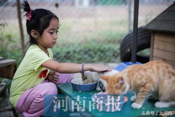 猫咪社区最新动态，打造猫咪爱好者的梦幻天堂