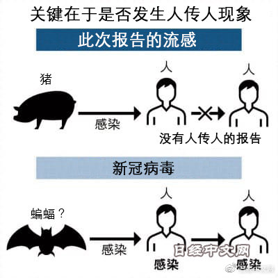 猪瘟疫最新消息，全球防控形势与应对策略