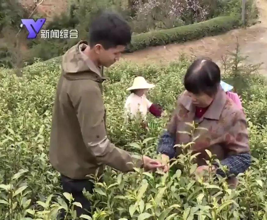 最新茶叶营销方案